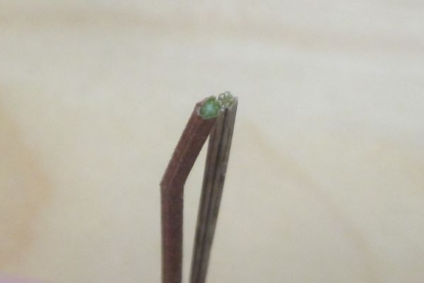 となりのにわ 青とんぼ