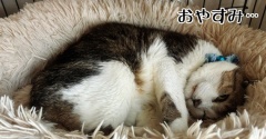 心臓に悪い寝方とどちらさま