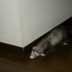 セサミとクーの気まぐれ日記