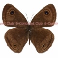クロウラナミジャノメ♂ (ボルネオ) Ypthima pandocus sertorius
