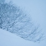 「こごえる吹雪をはいた！」←なんで大ダメージになるんだよ