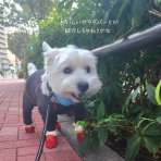 たかシェフのおうちごはん。と、白い犬。と、チワワ。