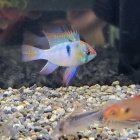 『11月19日(土)　熱帯魚入荷情報』の画像