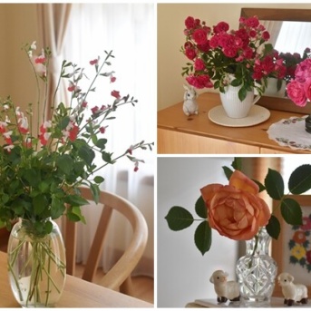 【庭の花のある暮らし】チェリーセージとキングローズを部屋に飾って楽しむ初夏♬（記事下にPR含）