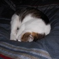 猫に小判を与えたら。 埋蔵金：千八百六拾両　えぇ～から拭かせろぉっ！