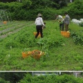 さんさん農園　6月14日