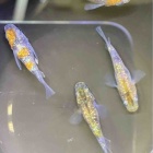 『メダカ・金魚入荷情報‼︎』の画像