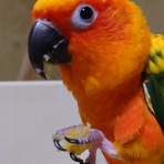 コではじまるインコ