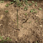 緑の会のブログ