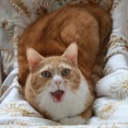 カメラ目線であくびする猫。