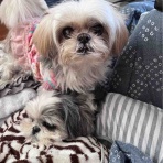 ふー と 菜種 の夢日記