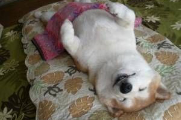 寝る時はお腹を冷やすな うさぎのよかったさがし 寝る時はお腹を冷やすな うさぎのよかったさがし