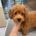 トイプードル(お店の子)　シャンプー　今井