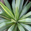 ユッカ・・・The Best 100 Plants in Alex's Garden