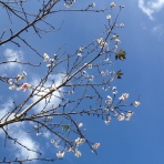 エニアグラムカウンセラー