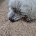 元保護犬 マルチーズとトイプードルの記録♪