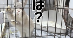 うさぎのルリ(7/10追記)