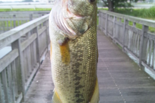 俺のブラックバス日記 13