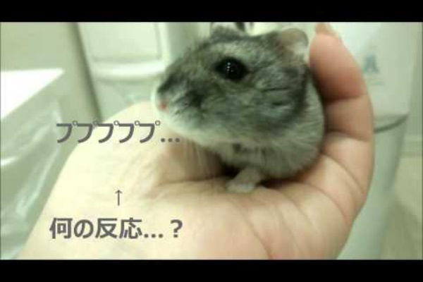 癒しのハムスター動画ブログ
