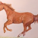 年賀状用　色鉛筆画「馬」