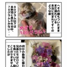 わずか70gの命「花火」
