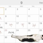 海の近くに猫と住んでる