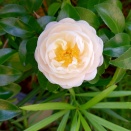 今年は咲いたぞ。