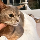 思い思いにくつろぐ猫たちに癒されるラッキー飼い主