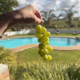 『ステレンボッシュ』の画像