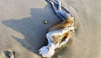 【UMA】昨年7月静岡で発見された「UMA」の正体判明