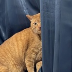 ねこかます