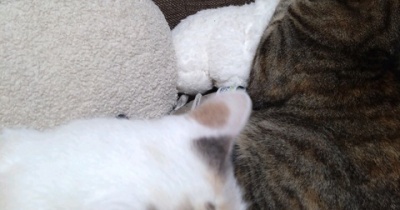 実物のﾈｺﾁｬﾝたち179