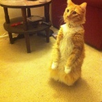 哲学ニュースnwk