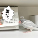 兄たんをごまかせ！！