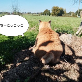 ソワレが要らないフランス暮らし
