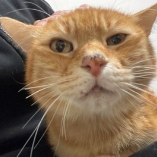 ねこかます