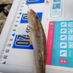 淡路島の西浦へようこそ！