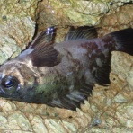  釣果で証明する釣りの理論 ── 私が思うところ。