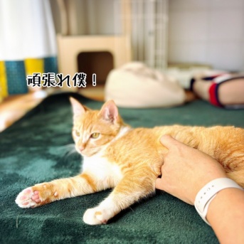 辛さが抜けて甘さが深くなってきた。