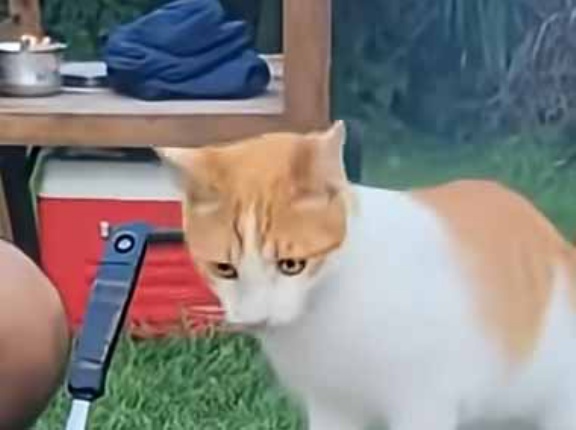 【ネコ好きも閲覧注意】 家族が庭でＢＢＱをしていた。ちょっと火を通してくださいな → 猫はこうする…