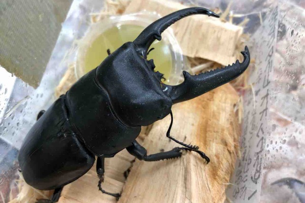 昆虫ショップ ヘラクレスの里 ニジイロクワガタ