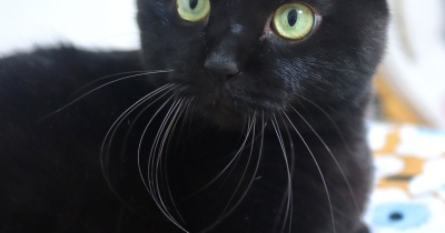 結構ことばを理解している気がする