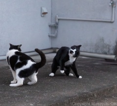 なんか違うなぁ。