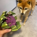 変わった野菜は積極的に食べる