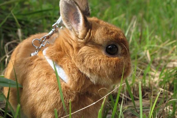 なおとくんの自由研究 Naoto Labo うさぎ