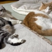 ネネがいないと思っていたら・・・