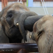 鼻はコミュニケーションツール♪