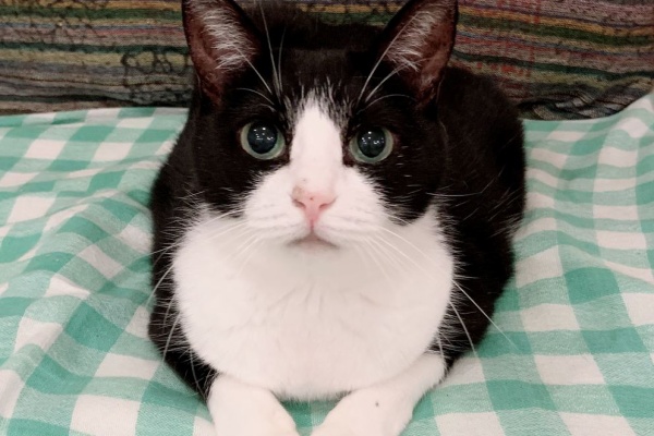 猫式ブログ 里親募集型猫カフェ ルージュ