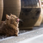 annexの窓辺から