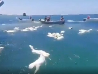 海を泳ぐヒツジたちを、漁師たちが回収するという光景